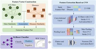 HN-CNN: A Heterogeneous Network Based on Convolutional Neural Network for m7 G Site Disease Association Prediction